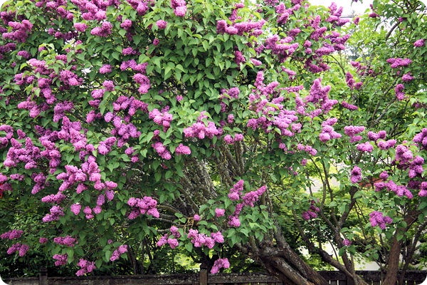 tree closer