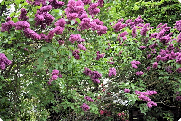 blooms