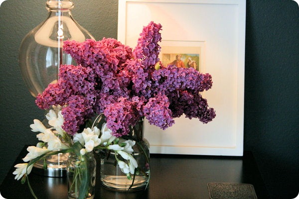 lilacs