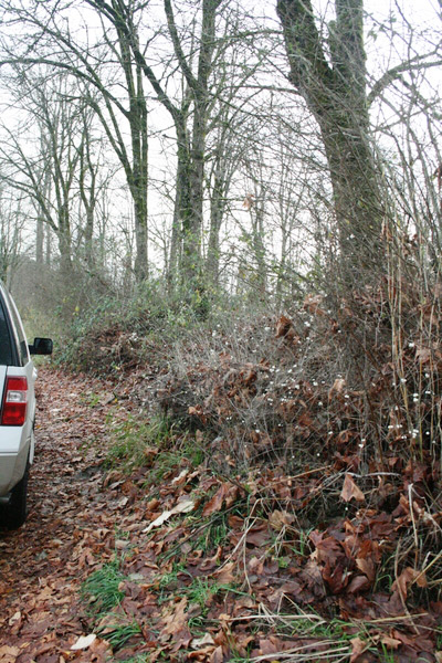 side-of-road