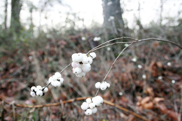 wild-snowberries