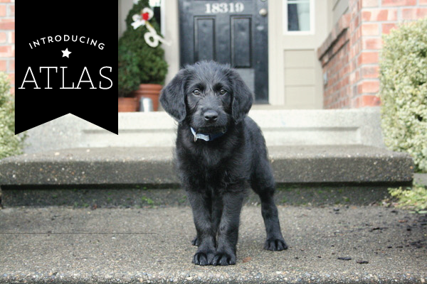 introducing-atlas