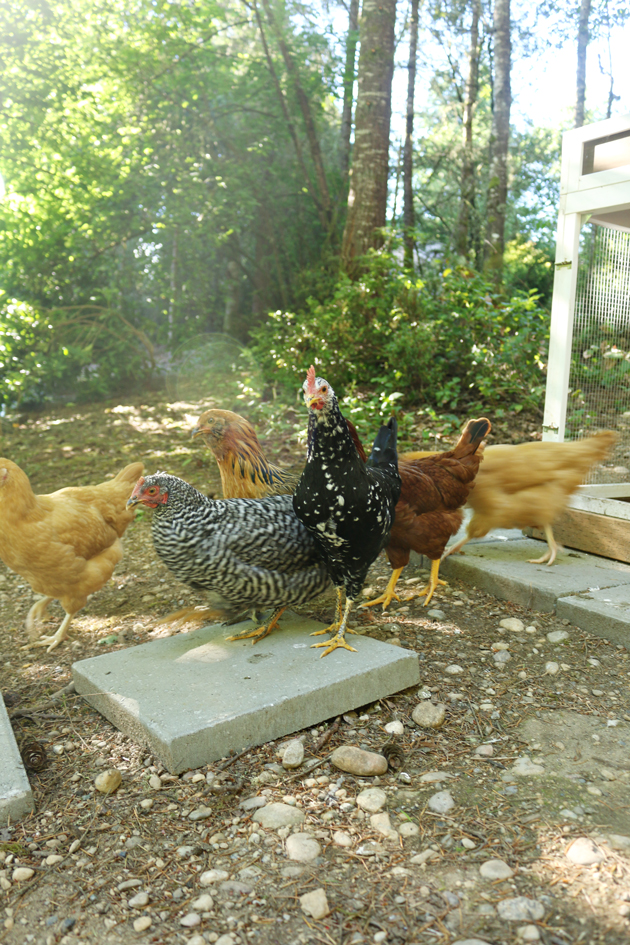 The Chickens + their backyard coop Jones Design Company Bloglovin’